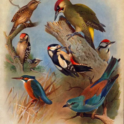 Thorburn Antique Scarce 2nd Edition Bird Print Woodpecker Family-24.
