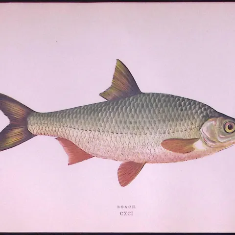 Roach Fish Scarce Antique 1877 Johnathan Couch Woodblock Engraving-30