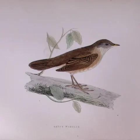 Savi’s Warbler Rev Morris Antique History of British Birds 130 Years-Old Engraving-109