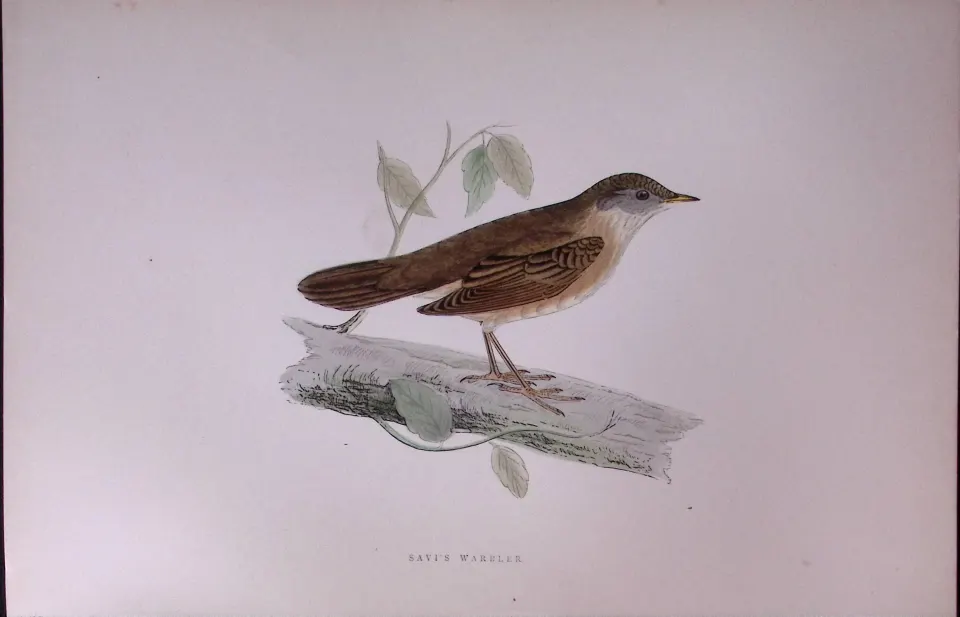 Savi’s Warbler Rev Morris Antique History of British Birds 130 Years-Old Engraving-109