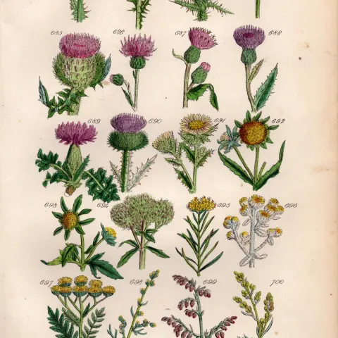 Sowerby Antique Wild-Flowers Thistles Milk Spear Marsh Woolly-Headed Plume Cotton-35.