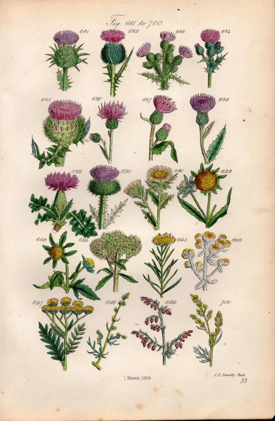 Sowerby Antique Wild-Flowers Thistles Milk Spear Marsh Woolly-Headed Plume Cotton-35.