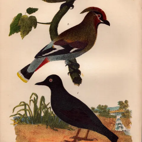 Alexander Wilson Rare American Birds Pallas Dipper, Bohemian Waxwing, Bullfinch-16.