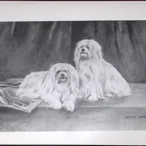 Maltese Antique Book Plate Rawdon Lee Modern Dogs 1894-18