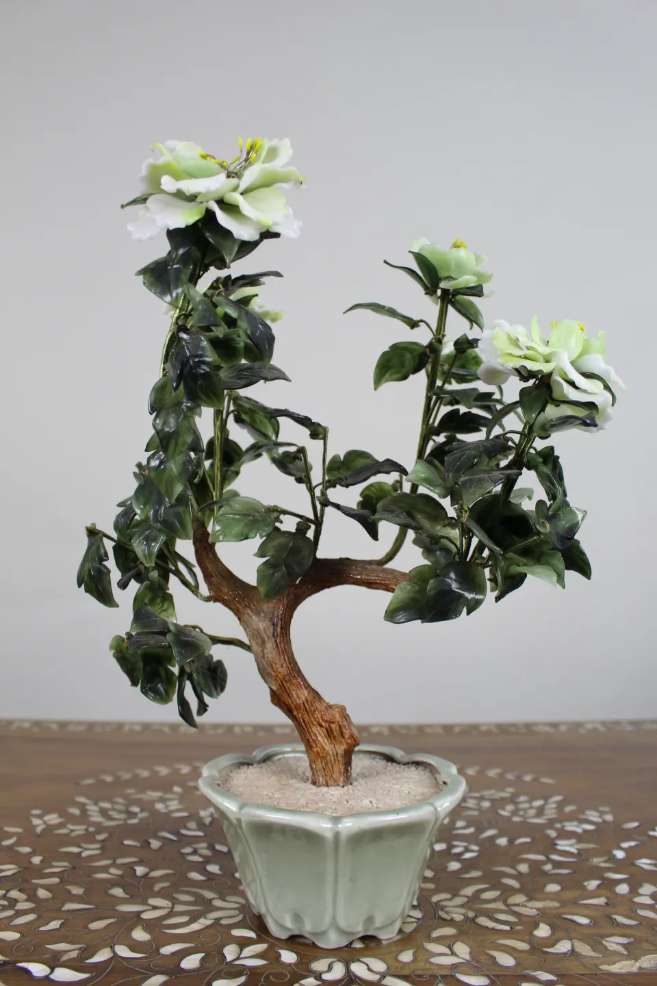 Jade Bonsai Plant
