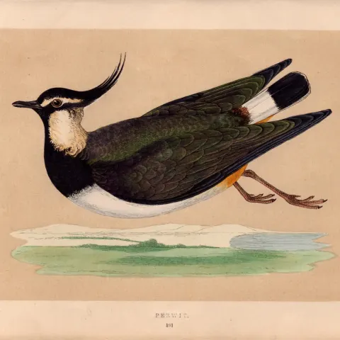 Peewit Rev Morris Antique History of British Birds Engraving.