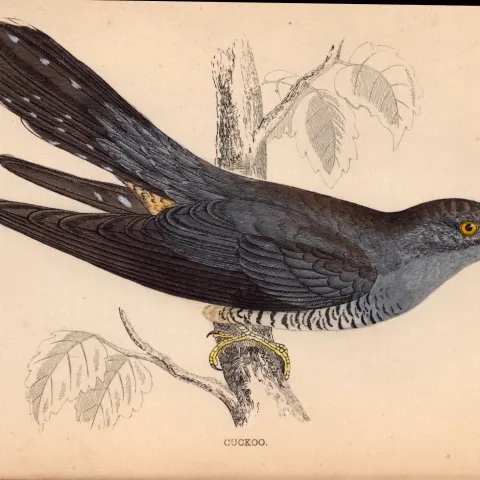 Cuckoo Rev Morris 1888  Antique History of British Birds Engraving-33.