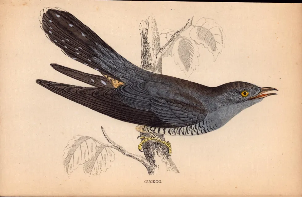 Cuckoo Rev Morris 1888  Antique History of British Birds Engraving-33.