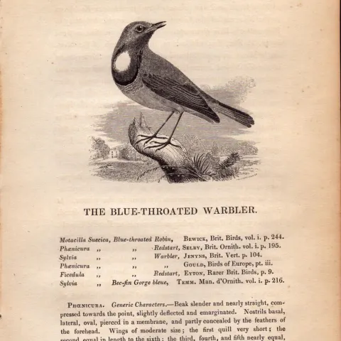 Blue-Throated Warbler 1843 Victorian Bird Print  William Yarrell.
