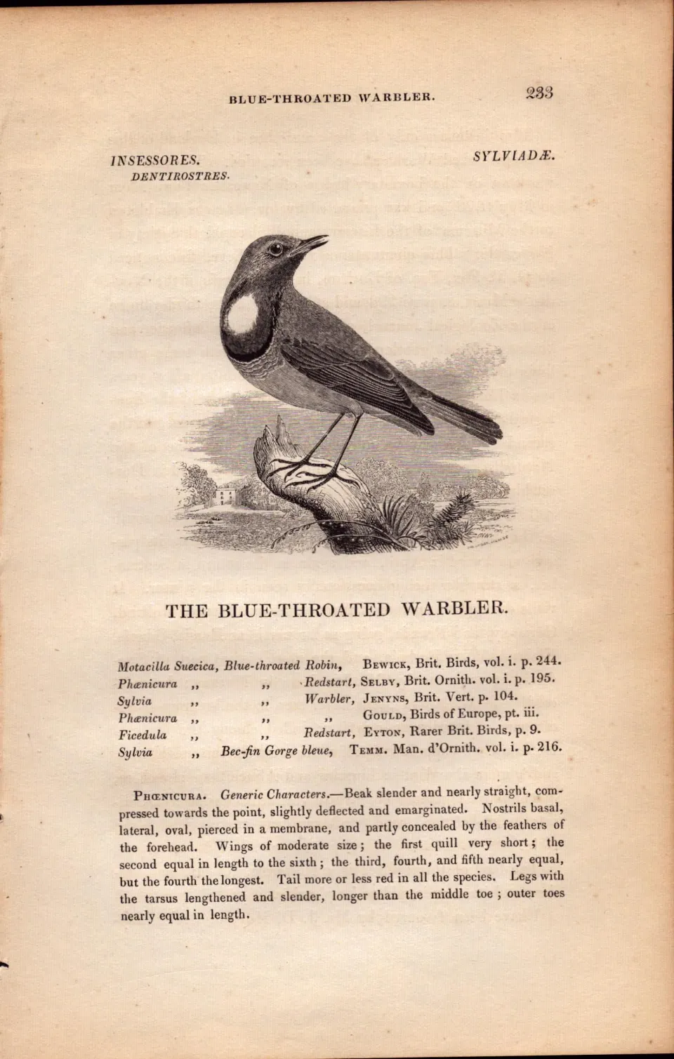 Blue-Throated Warbler 1843 Victorian Bird Print  William Yarrell.