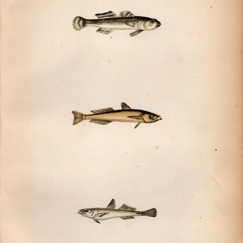 3 Finned Goby Fishes Antique Johnathan Couch Fish Engraving.