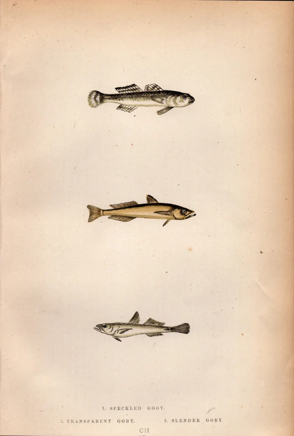 3 Finned Goby Fishes Antique Johnathan Couch Fish Engraving.