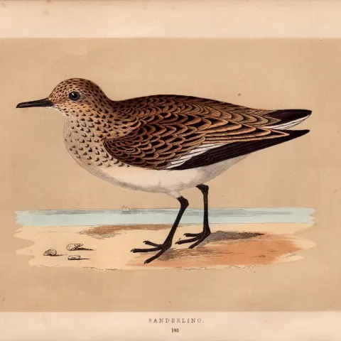 Sanderling Rev Morris Antique History of British Birds Engraving.