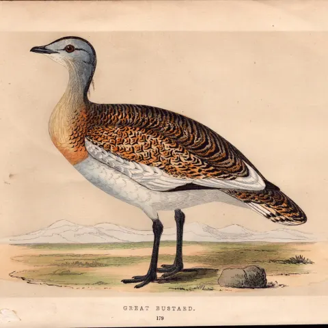 Great Bustard Rev Morris Antique History of British Birds Engraving.