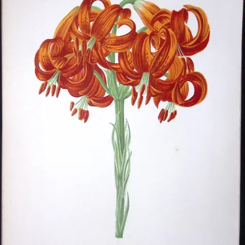 Scarlet Martagon Lily Flower Antique Shirley Hibbard Greenhouse Coloured Print-11