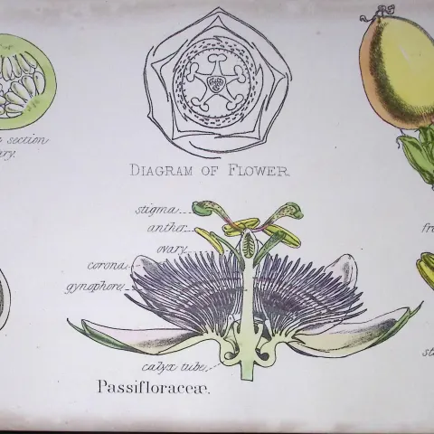 Passion Flowers Botanical Flower Diagram Rare Antique First Edition Illustration-39