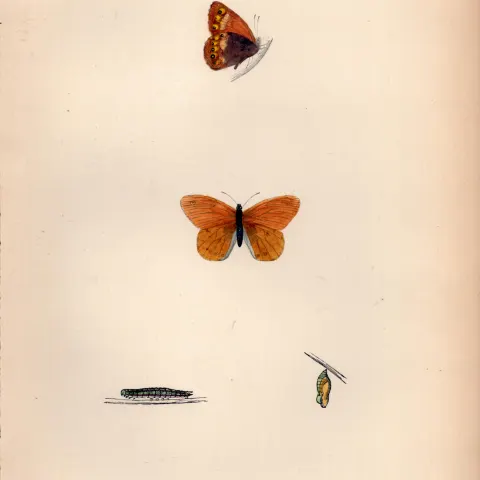 Heath Butterfly Hand Coloured Antique Butterfly Plate Rev Morris-58.