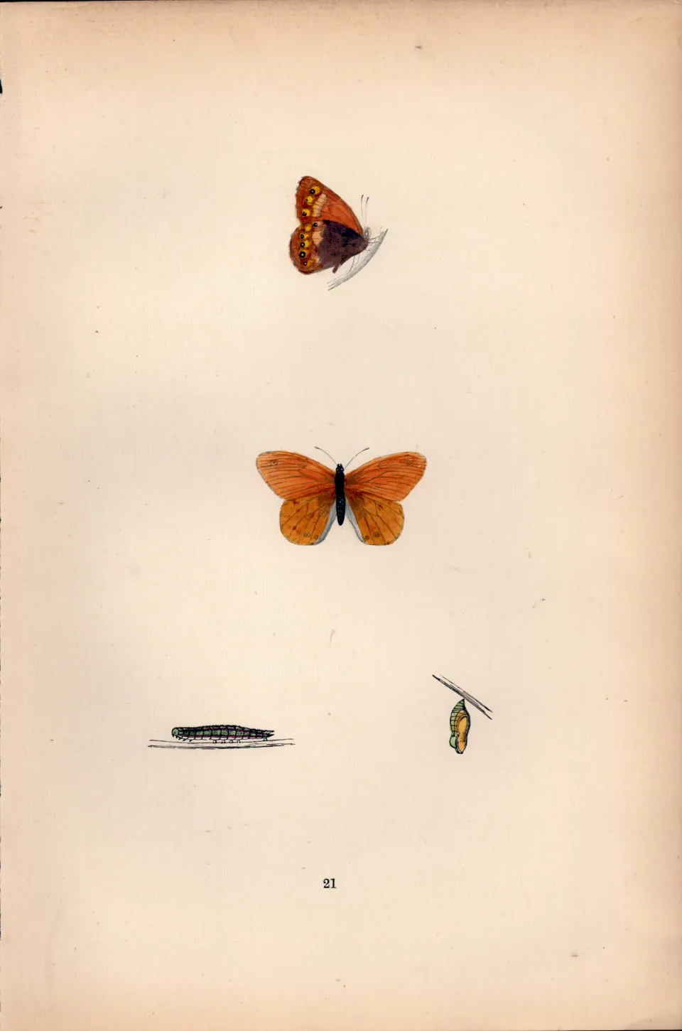Heath Butterfly Hand Coloured Antique Butterfly Plate Rev Morris-58.