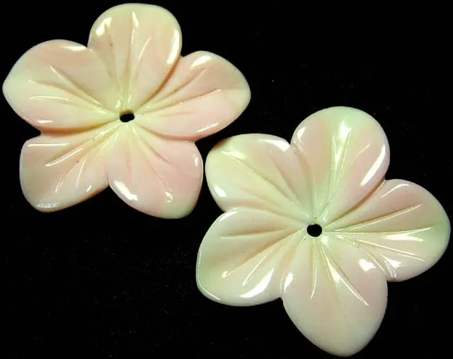18.25 ct. Natural Rare Conch Shell Pair - BAHAMAS