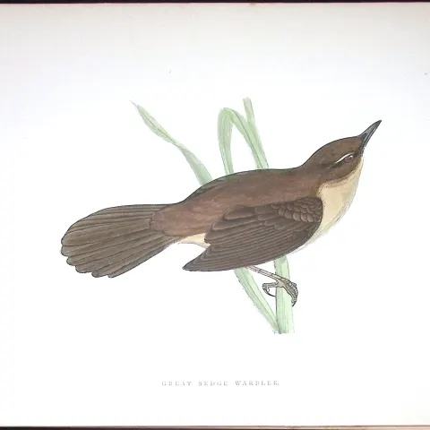 Great Sedge Warbler Rev Morris Antique History of British Birds 130 Years-Old Engraving-115