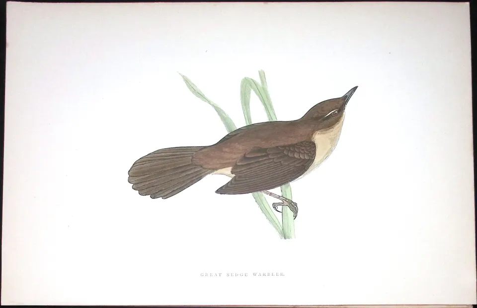 Great Sedge Warbler Rev Morris Antique History of British Birds 130 Years-Old Engraving-115