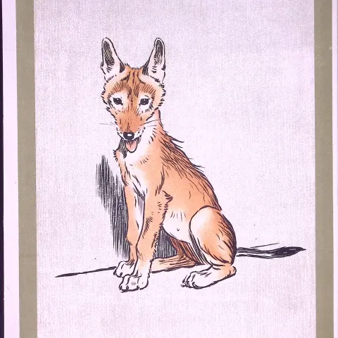 Cecil Aldin Antique Zoo Babies Scarce Coloured Illustration “The Jackal”-5