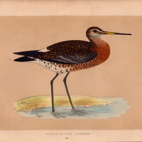 Black Tailed Godwit Rev Morris Antique History of British Birds Engraving.