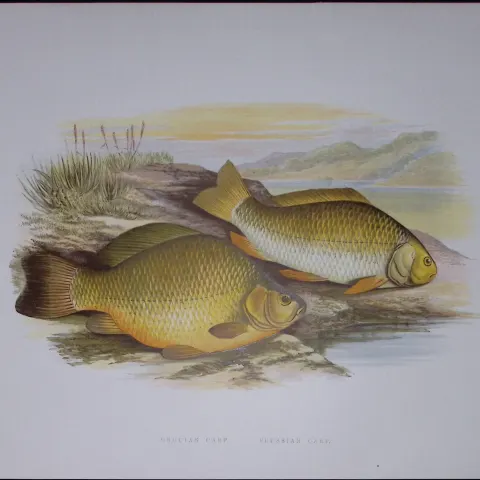 Crucian & Prussian Carp Rev Houghton British Freshwater Fish 1879 Scarce Engraving-37