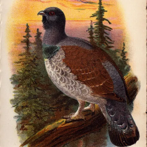 Ural Capercailzie  Game Bird Antique 1896 WR Ogilvie Grant Print.