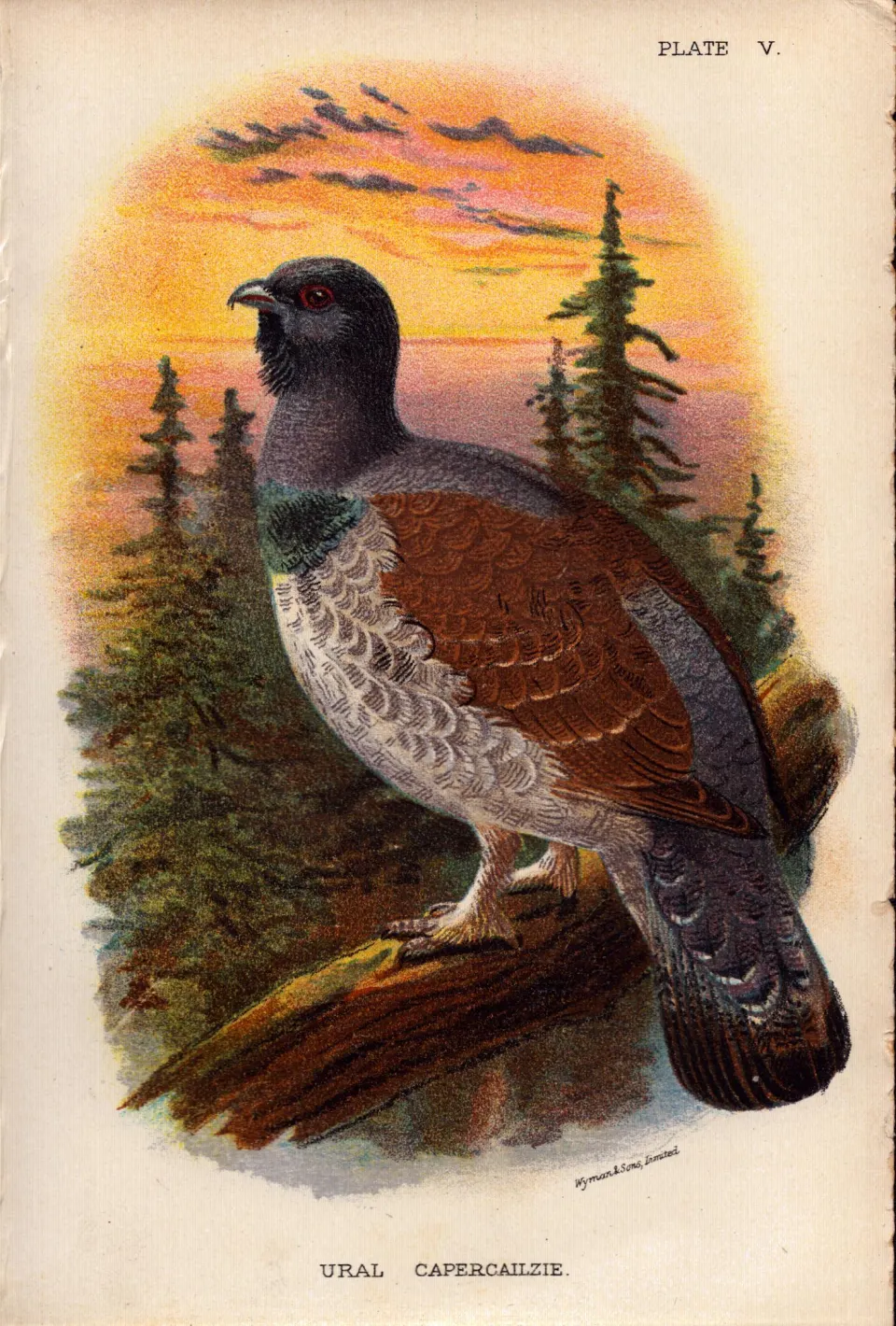 Ural Capercailzie  Game Bird Antique 1896 WR Ogilvie Grant Print.