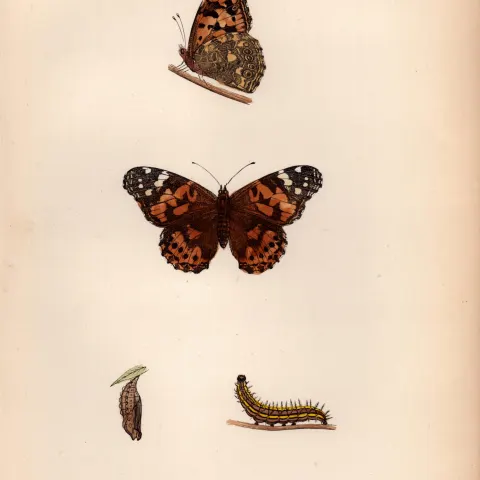 Painted Lady Hand Coloured Antique Butterfly Plate Rev Morris-96.