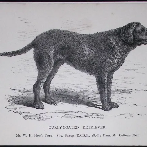 Curly Coated Retriever British Dogs by Hugh Dalziel 1889 Antique Book Plate-36
