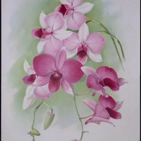 Dendrobium Orchid Flower Antique Edwardian Robert Thompson Print-11