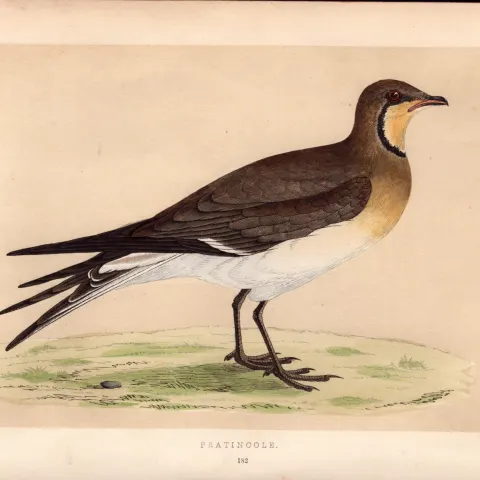Pratincole Rev Morris Antique History of British Birds Engraving.