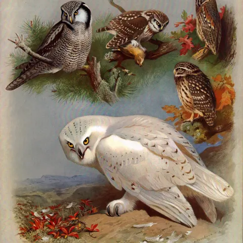 Thorburn Antique Scarce 2nd Edition Bird Print The Owl-Family-27