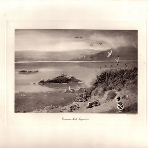 Common Seals Suspicious Rare Limited-Edition  Antique Print-39.