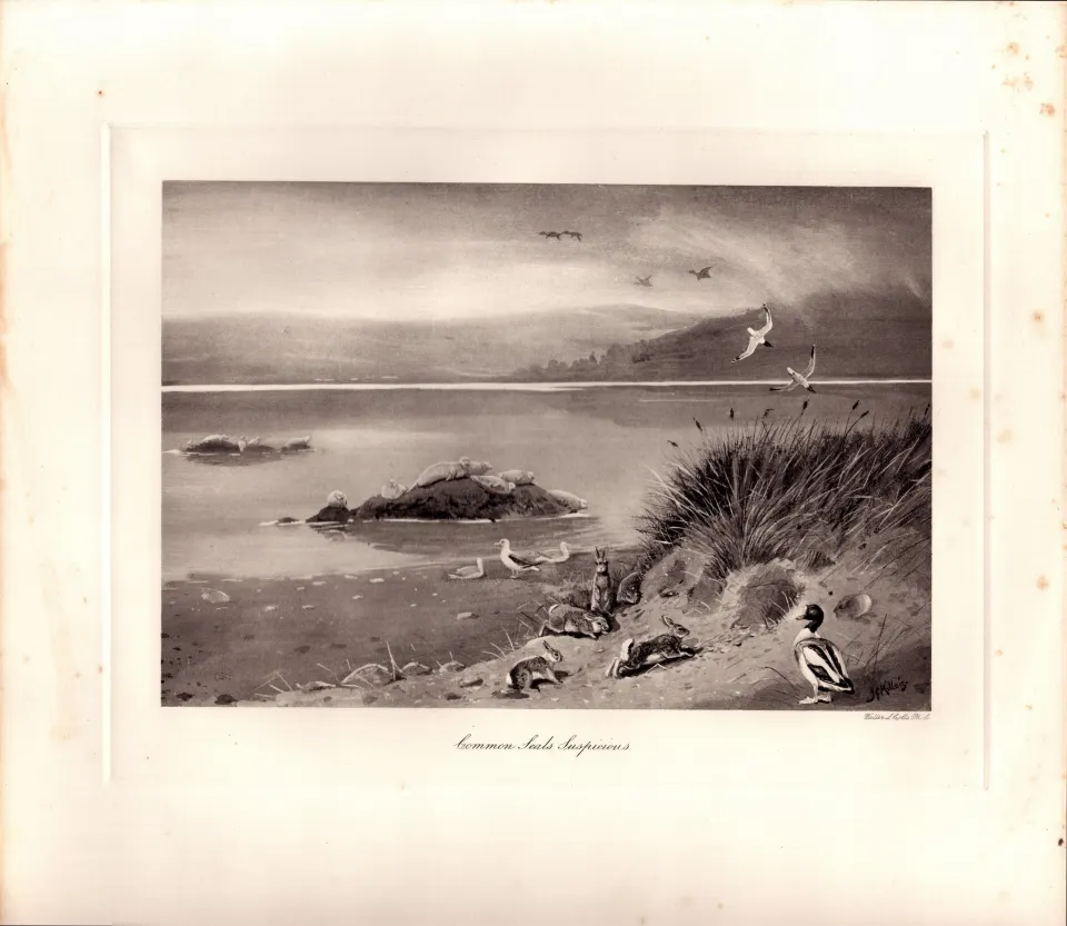 Common Seals Suspicious Rare Limited-Edition  Antique Print-39.