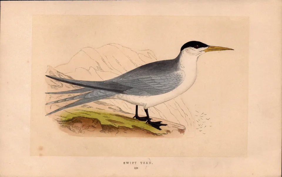Swift Tern  Rev Morris Antique History of British Birds 170 Year-Old Engraving.