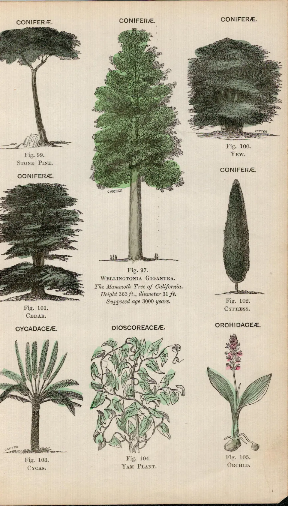 Rare James Reynolds Antique Vegetable, Tree & Plant Kingdom 11.