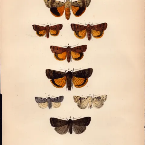 Job Lot Rev Morris British Moths 1896 Antique Hand-Coloured Lithographs -6.