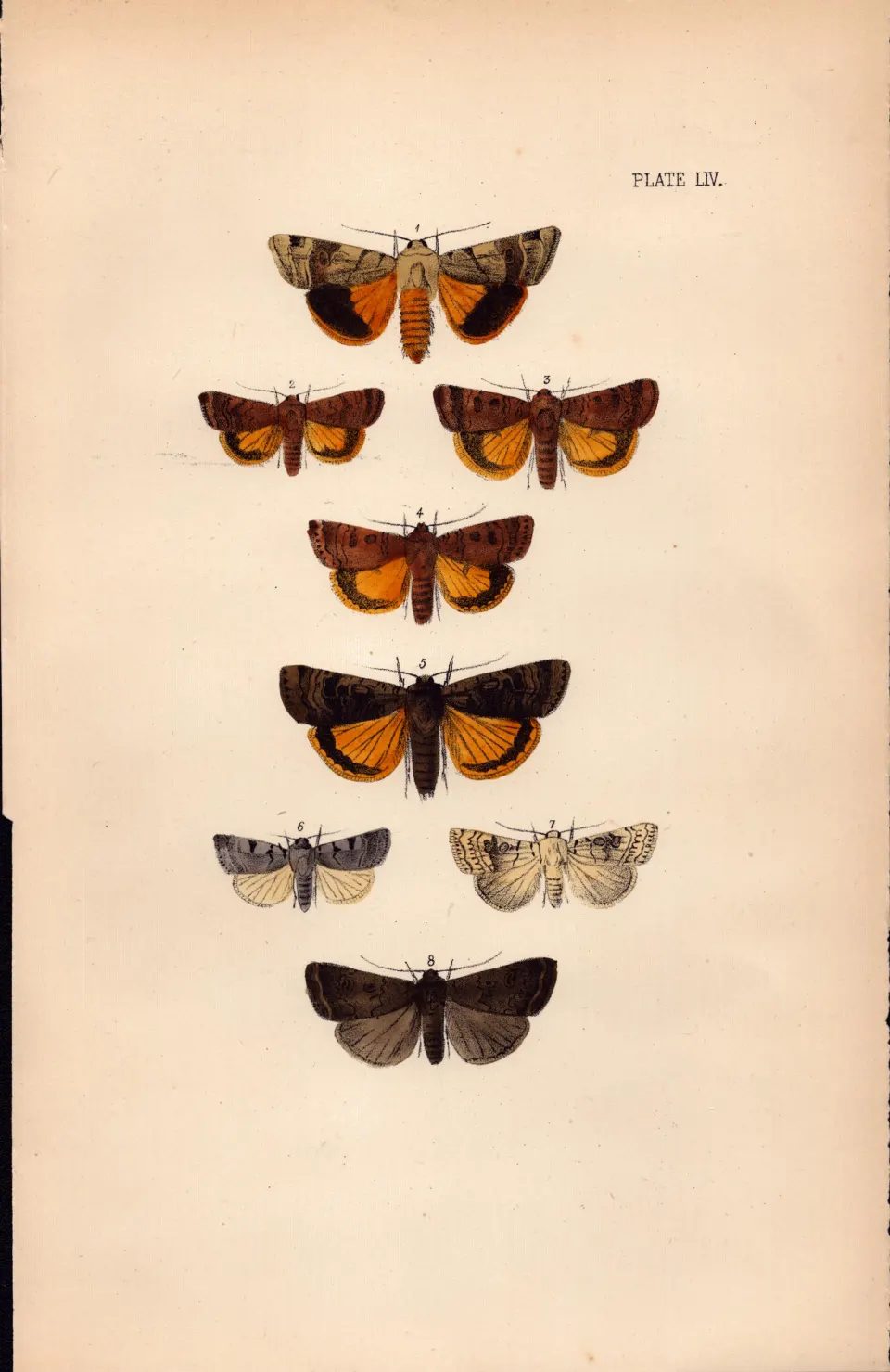 Job Lot Rev Morris British Moths 1896 Antique Hand-Coloured Lithographs -6.
