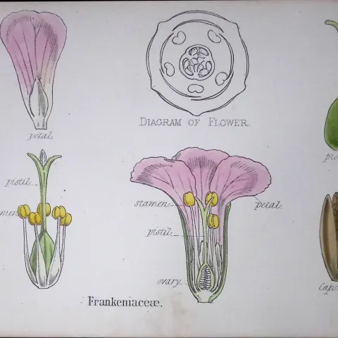 Frankeniaceae Botanical Flower Diagram Rare Antique First Edition Illustration-12