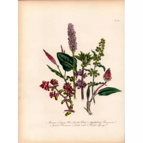 165-Yr-Old Antique Wildflower Gilt-Edged Illustration Jane Webb Loudon-52.