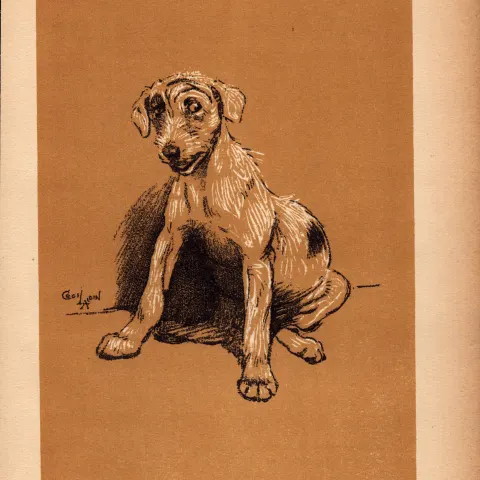 Cecil Aldin Antique Lovable Scamp Of a Terrier illustration A Dog Day -16.