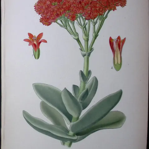 Crassula Falcata Flower Edward Step Rare Antique Botanical Book Plate-94
