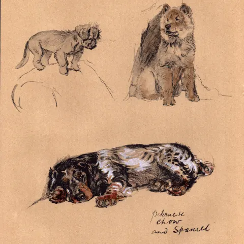 Cecil Aldin Vintage 1934 Dog Illustrations Pekinese Chow & Spaniel-7.