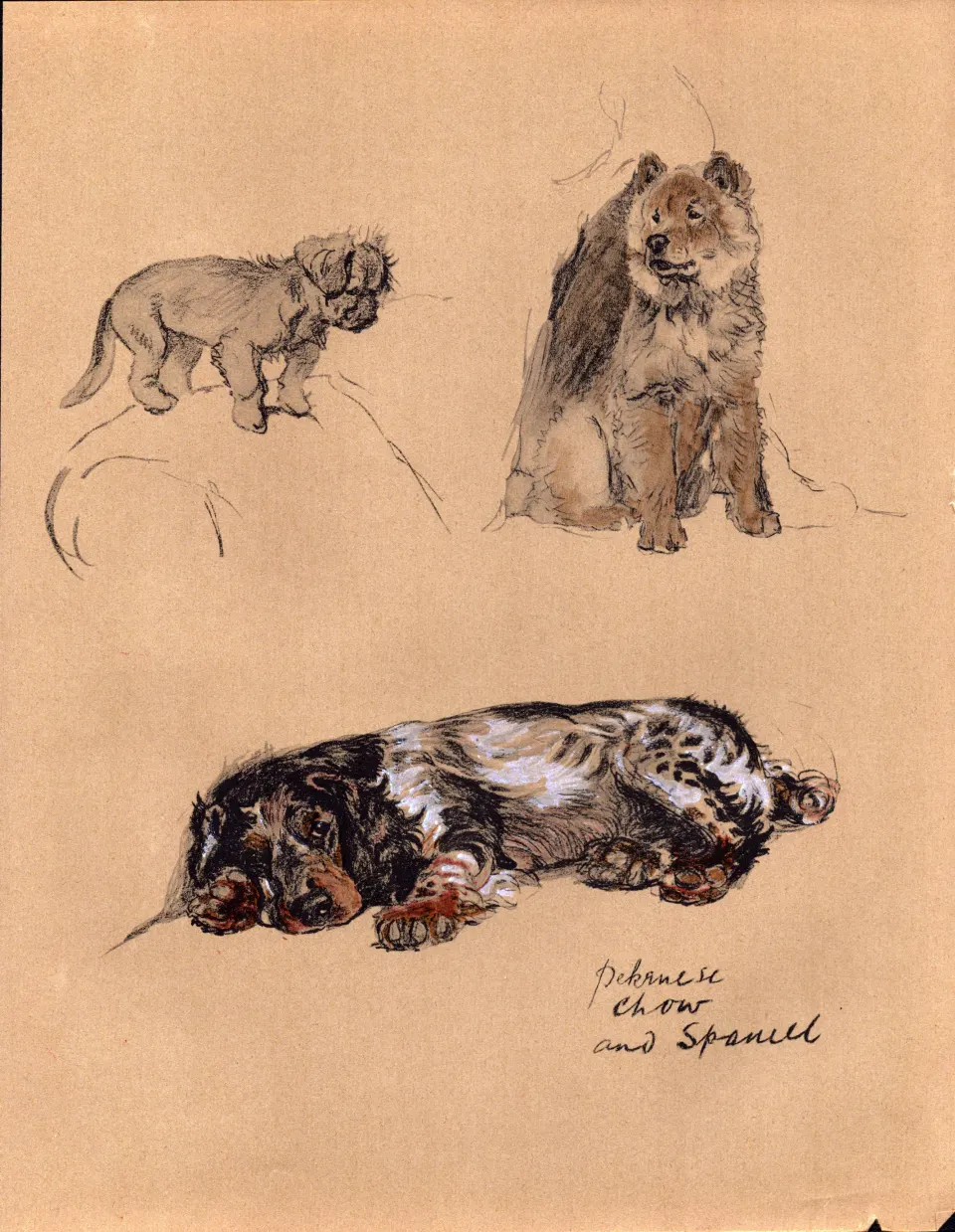 Cecil Aldin Vintage 1934 Dog Illustrations Pekinese Chow & Spaniel-7.