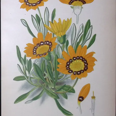 Gazania Splendens Edward Step Rare Antique Botanical Book Plate-156