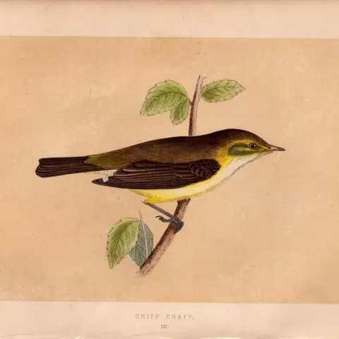Chiff Chaff Warbler Rev Morris Antique History of British Birds Engraving.