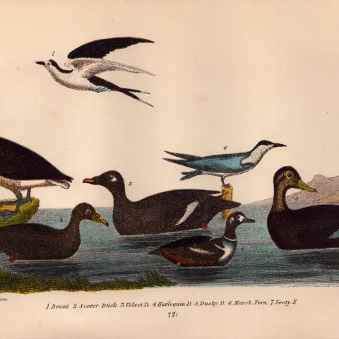 Alexander Wilson Rare American Birds Brant Goose, Scoter & Velvet Duck, Sooty Tern-72.